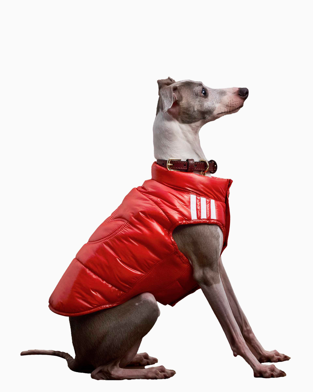 Outdoor accessories adidas Originals Padded Vest For Pets - LI2592