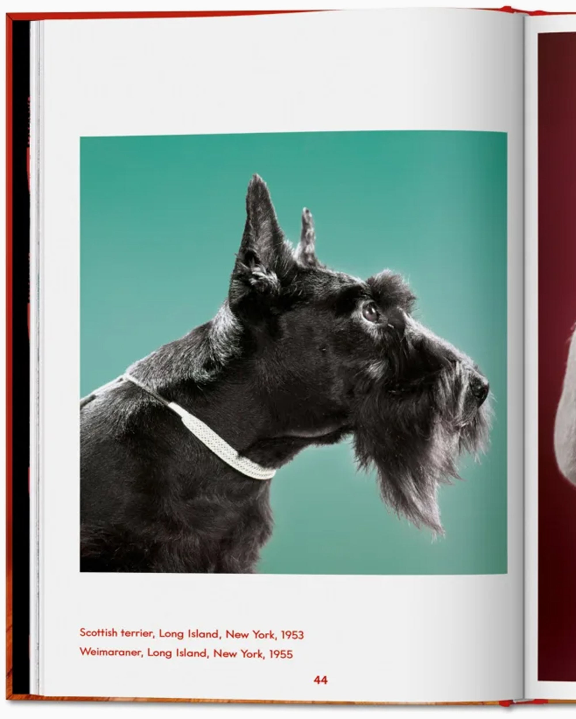 Books Magazines Taschen Walter Chandoha. Dogs. Photographs 1941–1991 - 978-3-7544-0025-8