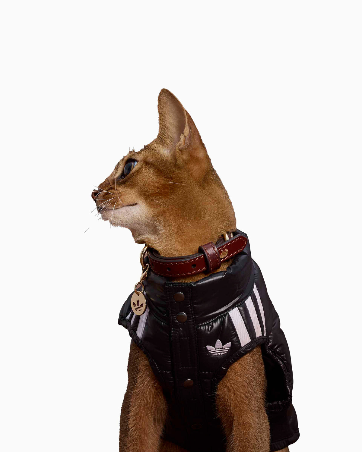 Outdoor accessories adidas Originals Padded Vest For Pets - LI2593